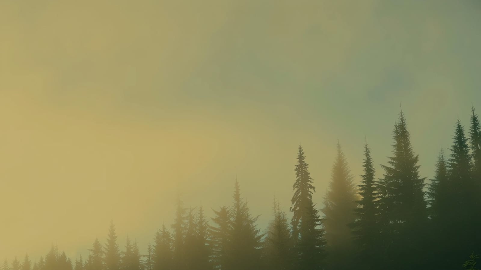 The edge of a pine forest in low evening light, the treeline fading into mist.