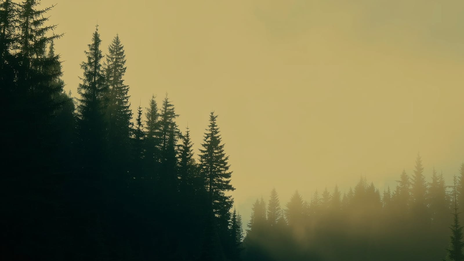 A misty forest road at dusk, a single figure walking away down it.